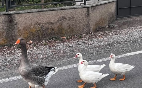 Quattro oche a spasso per via Risorgimento: passeggiata fuori programma