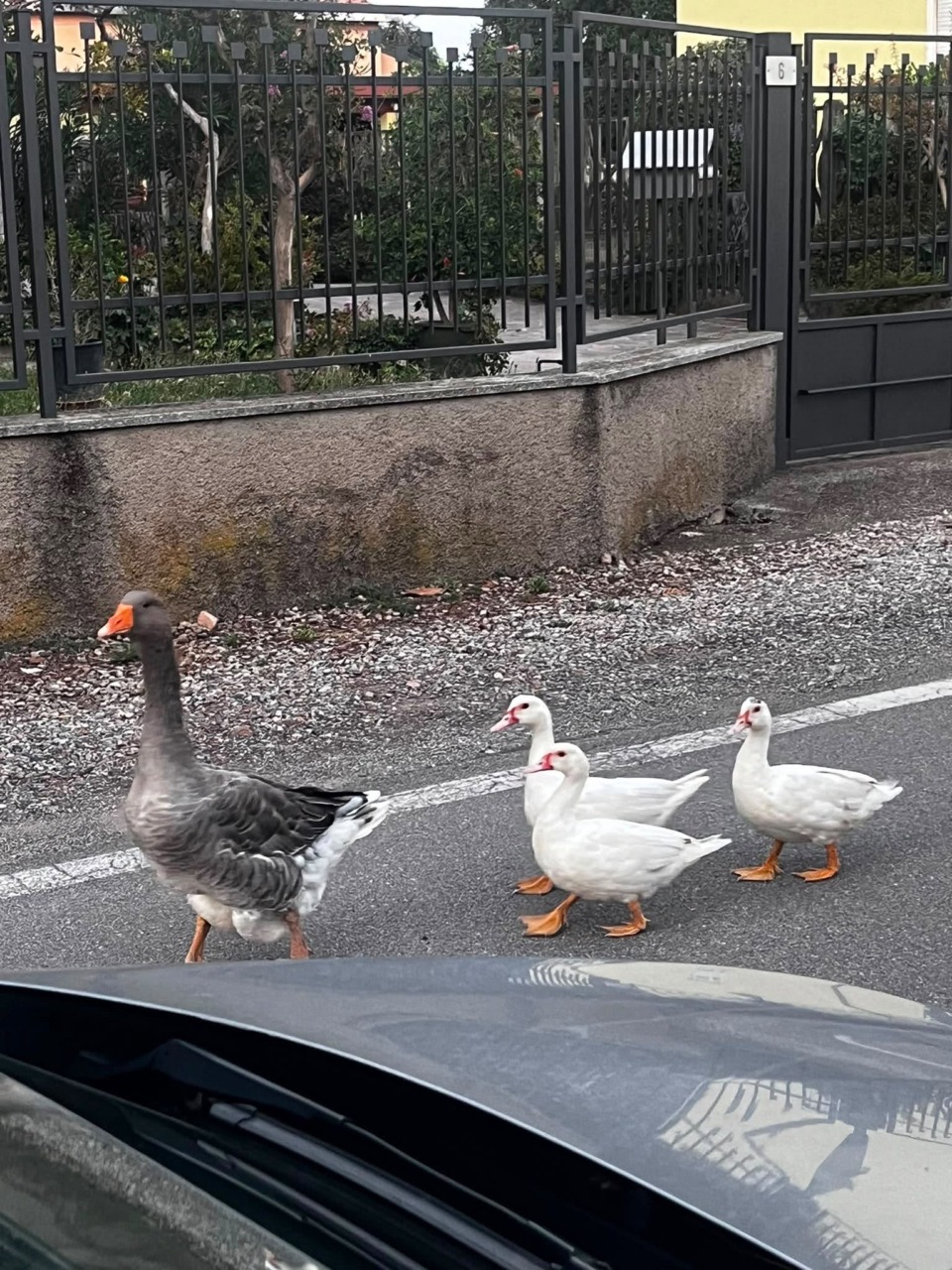 Quattro oche a spasso per via Risorgimento: passeggiata fuori programma