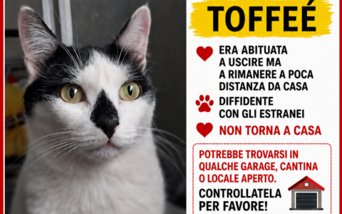 A Busto Arsizio si cerca la gatta Toffée