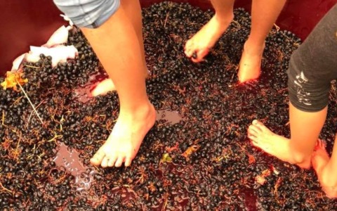 Torna la Sagra dell’Uva di Misinto: tre giorni di festa e tradizione