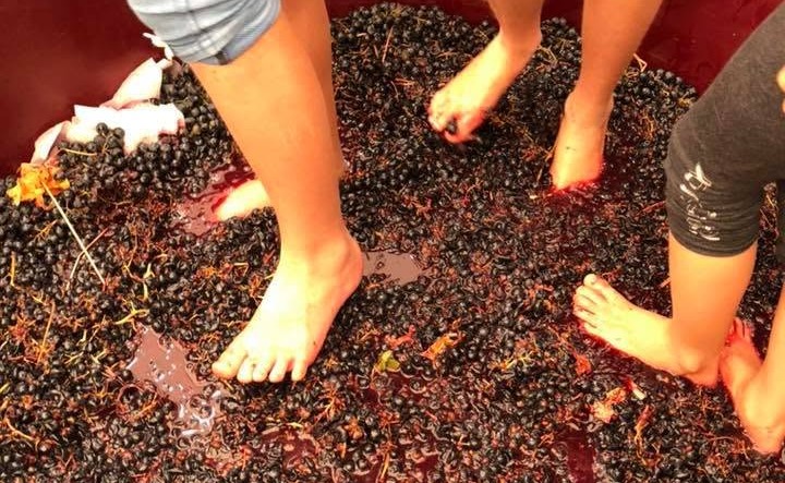 Torna la Sagra dell’Uva di Misinto: tre giorni di festa e tradizione