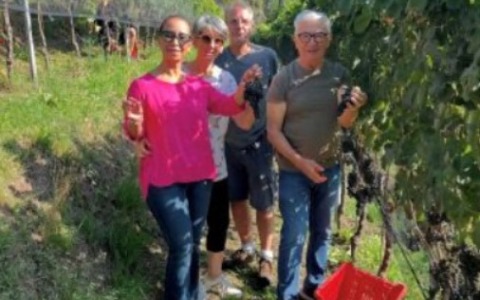 Il caldo anticipa la vendemmia ai piedi della Collegiata