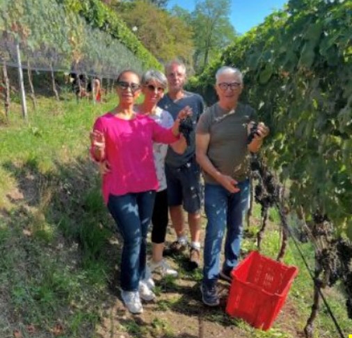 Il caldo anticipa la vendemmia ai piedi della Collegiata