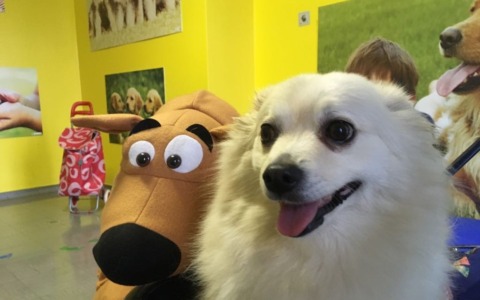 Addio a Simba, la cagnolina che regalava sorrisi ai bambini in ospedale